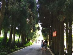 -武陵山森林公园