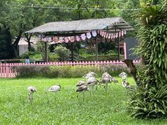-广州长隆飞鸟乐园
