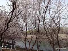 -桃花堤公园