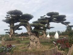 -荷兰花海