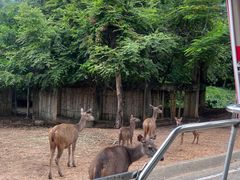 -清迈夜间动物园