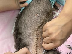 -北京观赏动物医院·24小时大型综合·猫专科·异宠专科