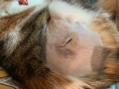 -圣宠动物医院·犬猫专科·影像中心·外科中心