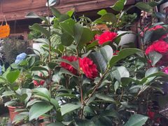 -龙姐私房菜(和顺古镇店)