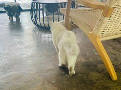 -喵屿·大理花园猫咖