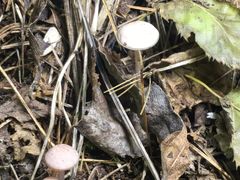 -五营红松林海景区