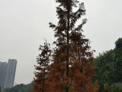 -重庆彩云湖湿地公园