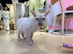 -藏猫猫咖啡主题馆(中央大道店)