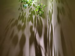 -青桃餐厅
