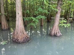 -桤木河湿地公园