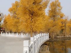 -金塔沙漠胡杨林景区