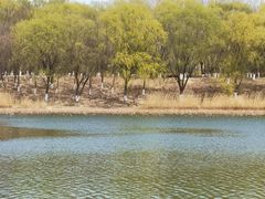 -大兴滨河森林公园