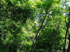 -王顺山国家森林公园