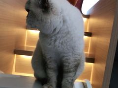 -喵园·猫主题咖啡厅·撸猫·猫咖(国贸店)