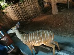 -清迈夜间动物园