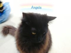 -藏猫猫咖啡主题馆(中央大道店)