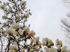 -菖蒲河公园