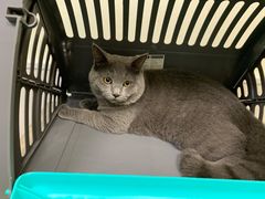-凯特喵百思猫专科医院