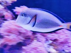 -暹罗海洋世界