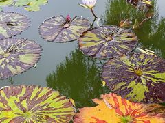 -国家植物园南园