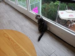 -有猫主题·治愈系猫咖(曾厝垵店)