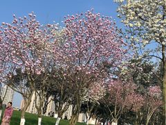 -重庆市江北嘴中央商务区中央公园