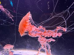 -珠海长隆海洋王国