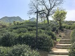 -午潮山国家森林公园