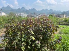 -逢缘柴火农家乐(连南店)