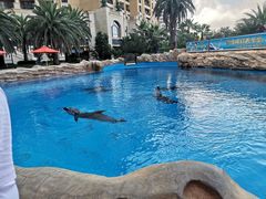 -珠海横琴长隆《卡卡虎奇遇记》