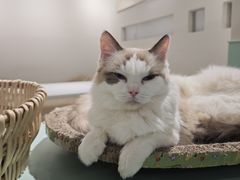 -怪兽屋·羊驼·猫咖·狗咖(俊华广场店)