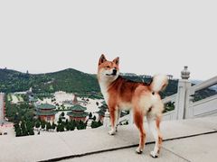 -龙口南山旅游景区