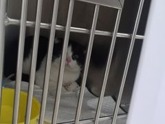 -宠福鑫康馨动物医院·骨科·眼科