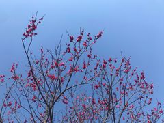 -无锡梅园公园