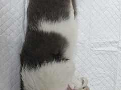 -佳雯宠物医院(四明中路分院)