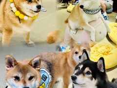 -逗柴咖啡屋·狗咖猫咖宠物桌游