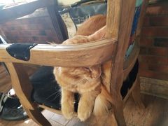-more than meow吴止猫主题餐厅(承德 中船汇店)