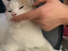 -纳吉亚猫专科动物医院(康都外科中心)