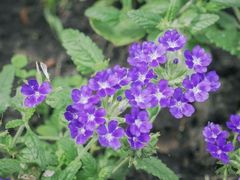 -黑龙江省森林植物园