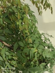 -HEYAN荷妍专业脱毛连锁机构