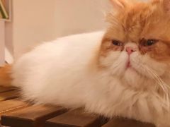 -Cappucimeow猫咪咖啡馆(韦伯时代店)