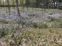 -苏家坨柳林村二月兰花海