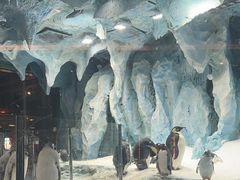 -帝企鹅自助餐厅•儿童岛•真企鹅(长隆企鹅酒店)