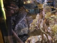 -石葵(锦业时代店)