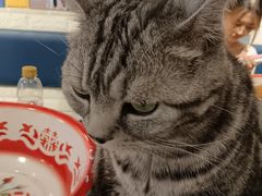 -平行世界·猫咖(首经贸店)