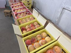 -南汇水蜜桃采摘(大团店)