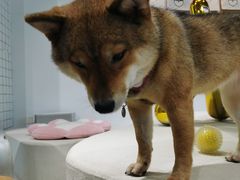 -柴务处·柴犬主题狗咖