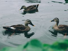 -西湖游船