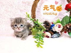 -十年猫舍·猫咪专门店(普陀店)