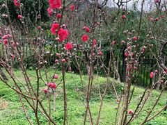 -桃花涧